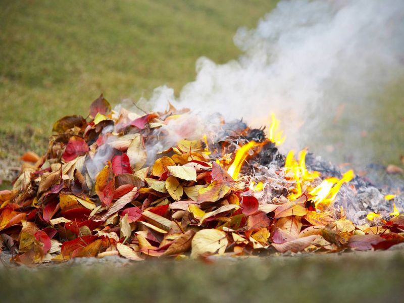 О сжигании листвы.